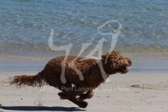 Labradoodle