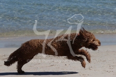 Labradoodle