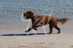 Labradoodle