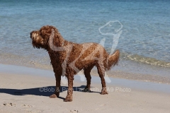 Labradoodle