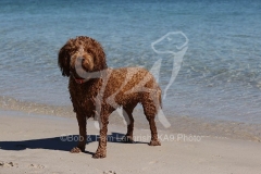 Labradoodle