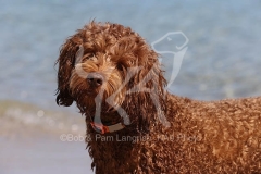 Labradoodle