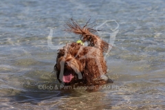 Labradoodle