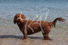 Labradoodle