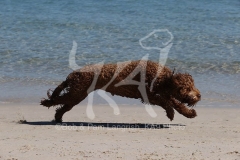 Labradoodle