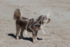 Labradoodle