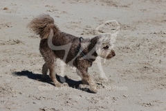 Labradoodle