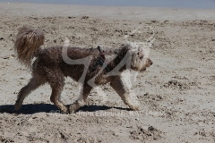 Labradoodle