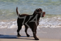 Labradoodle