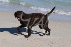Labradoodle
