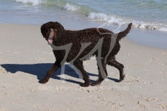 Labradoodle