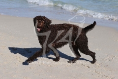 Labradoodle