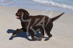 Labradoodle