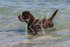 Labradoodle