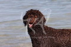 Labradoodle
