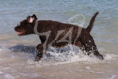 Labradoodle