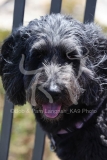 Labradoodle