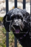 Labradoodle