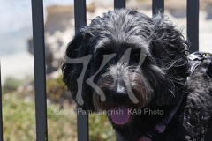 Labradoodle