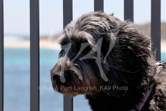Labradoodle