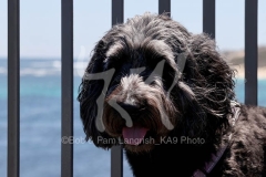 Labradoodle