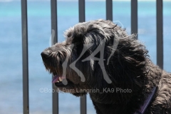 Labradoodle