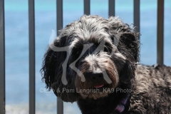 Labradoodle