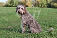 Labradoodle