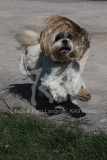 Lhasa Apso
