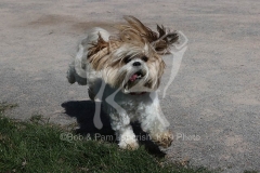 Lhasa Apso