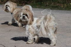Lhasa Apso