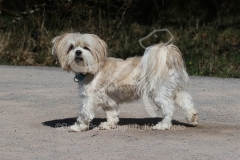 Lhasa Apso