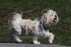 Lhasa Apso