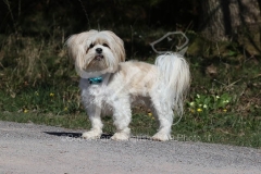 Lhasa Apso