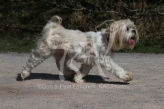 Lhasa Apso
