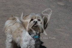 Lhasa Apso