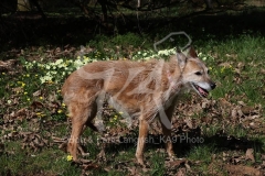 Lurcher