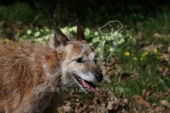 Lurcher