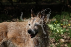 Lurcher