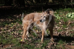 Lurcher