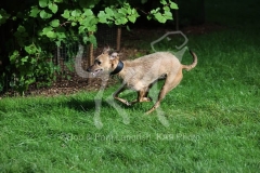 Lurcher