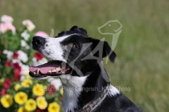 Lurcher