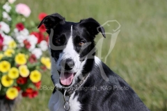 Lurcher