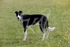 Lurcher