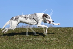 Lurcher