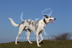 Lurcher