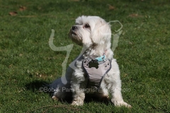 Maltese