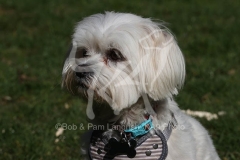 Maltese