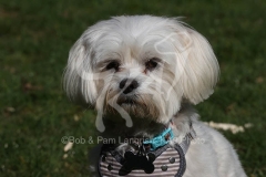 Maltese
