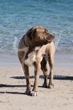 Mastiff - English